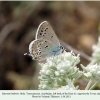 satyrium ledereri tovuz male 1